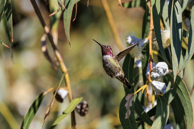 Close-up of bird perching on plant