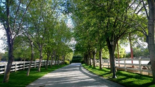 Empty footpath amidst trees