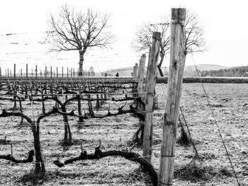 Bare trees on field against sky