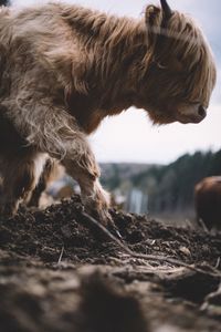 Side view of highland cow walking on dirt field