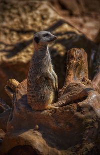 Close-up of an animal