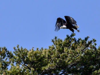 Low angle view of bird flying against clear sky