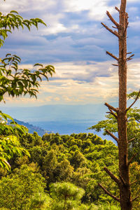 Plants growing on land against sky