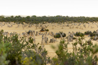 Panoramic shot of trees on field against clear sky