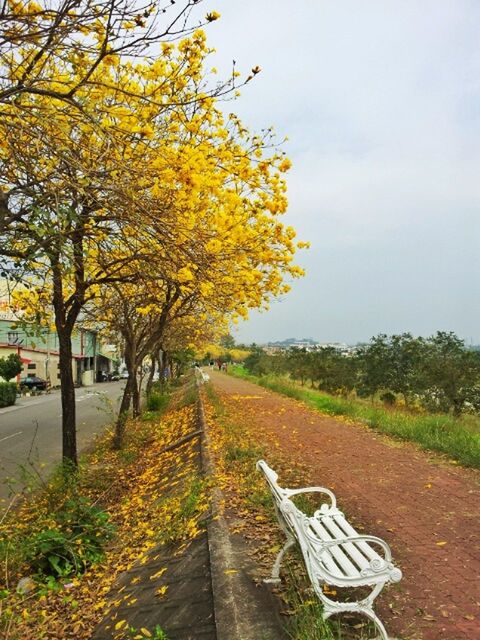 tree, the way forward, autumn, transportation, change, yellow, growth, diminishing perspective, season, sky, nature, tranquility, vanishing point, grass, beauty in nature, road, field, footpath, outdoors, tranquil scene