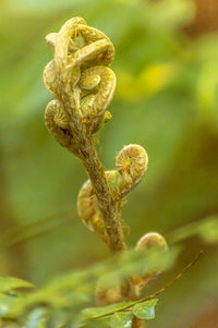 Close-up of spiral plants