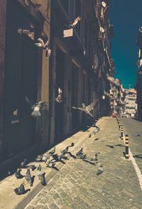 Birds flying over buildings in city