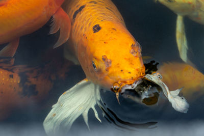 Close-up of fish swimming in sea