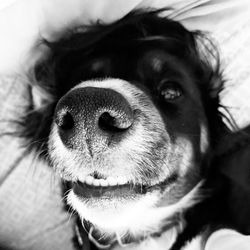 Close-up portrait of dog