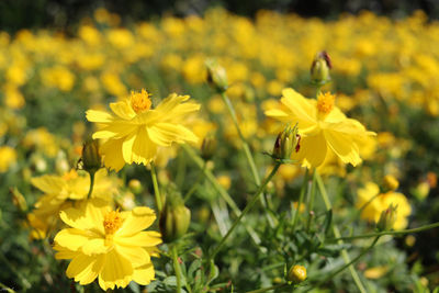 Close-up of yellow flowering plant