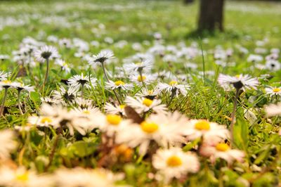 White flowers blooming in meadow