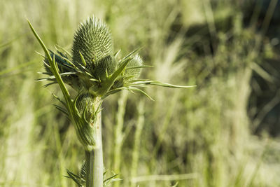 Close-up of plant growing on field
