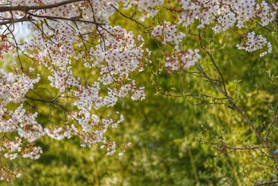 Cherry blossom against bamboo forest