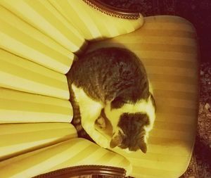 Close-up of cat relaxing on floor