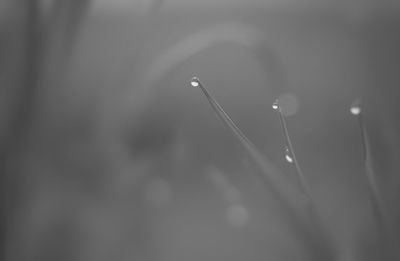Close-up of plant against blurred background