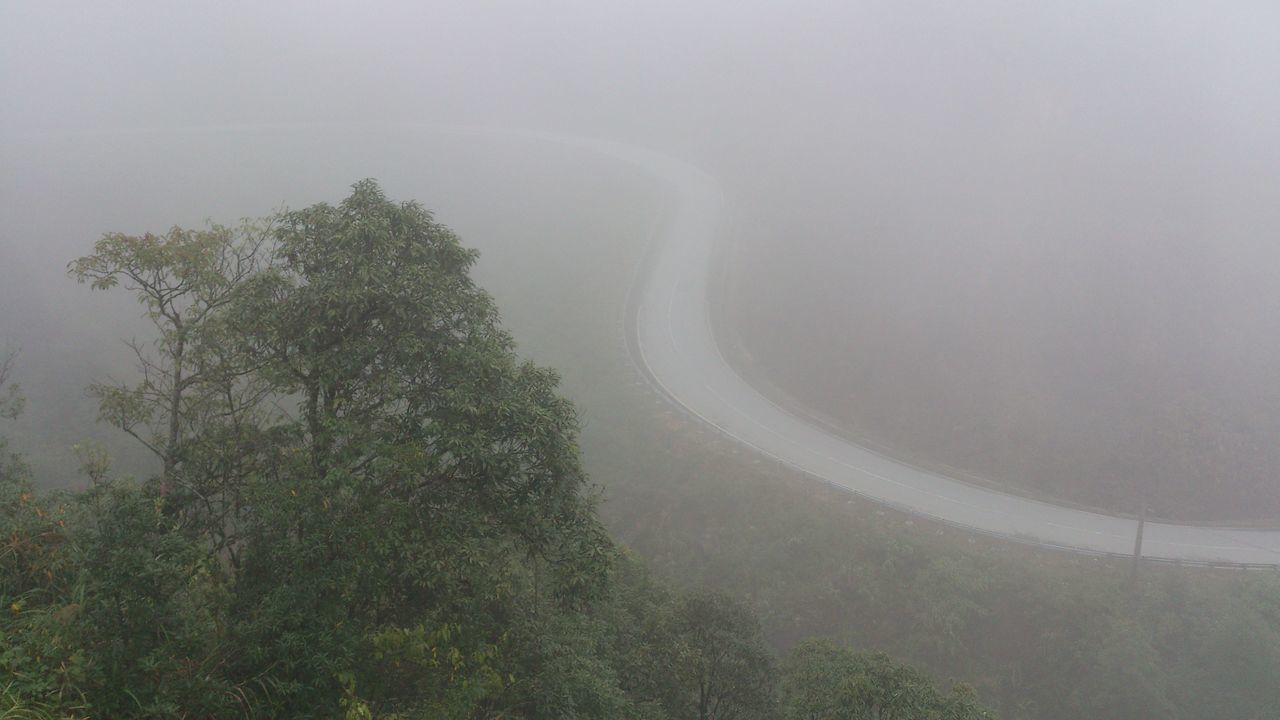 tree, fog, tranquility, foggy, tranquil scene, scenics, nature, beauty in nature, growth, sky, landscape, non-urban scene, weather, high angle view, day, idyllic, copy space, outdoors, no people