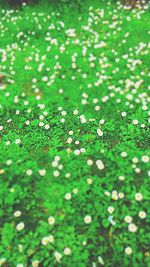 Close-up of white flowers blooming in field