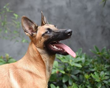 Close-up of a dog looking away