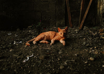 High angle view of cat lying on field