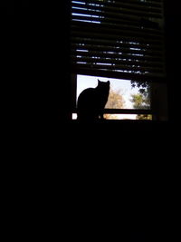 Silhouette cat sitting on window in dark room