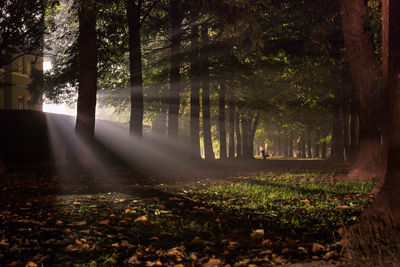 Fog and mist in the woods with sun rays through the trees in the backlight