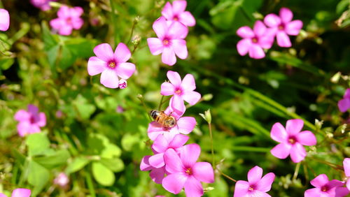 Close-up of pink flowers