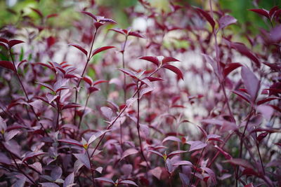 Close-up of pink flowering plants