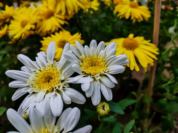 Chrysanthemums, are flowering plants of the genus chrysanthemum in the family asteraceae.