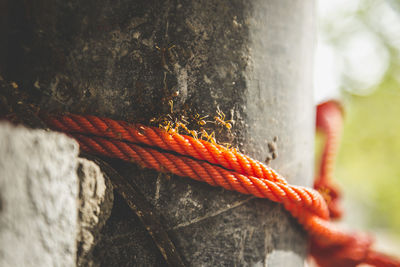 Close-up of ants on rope tied to metallic pole