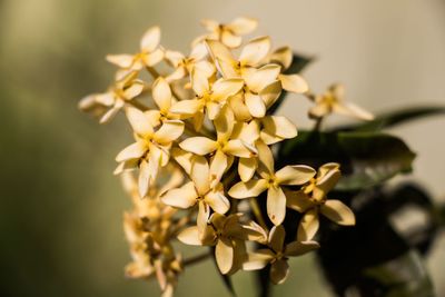 Close-up of yellow flowers