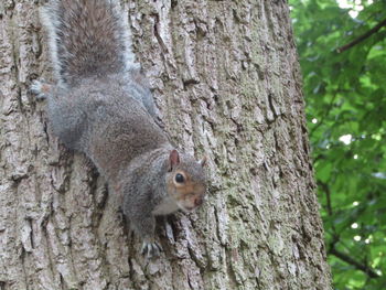 Close-up of squirrel on tree trunk