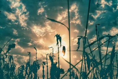 Close-up of silhouette plants on field against sky during sunset