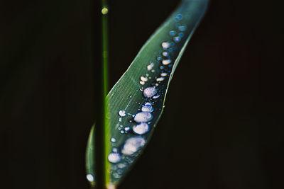 Close-up of raindrops on leaf against black background