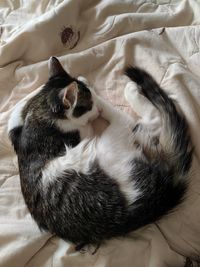 Close-up of cat lying on bed
