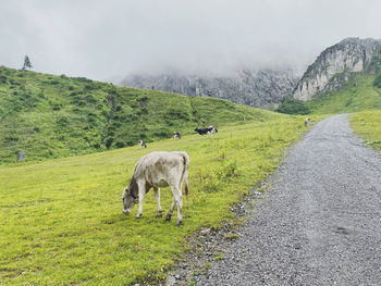 Cows in a mountains 