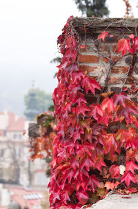 Close-up of red autumn leaves