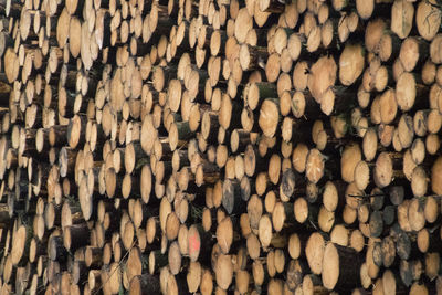 Large pile of harvested pine tree trunks