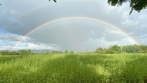 Scenic view of field against rainbow in sky