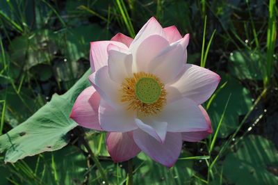 Close-up of flower blooming outdoors