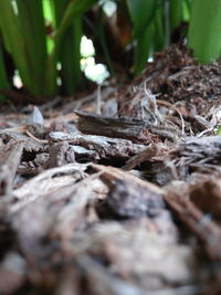 Close-up of leaves