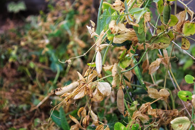 Close-up of wilted plant on field