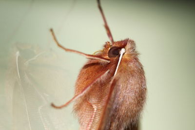 Close-up of insect