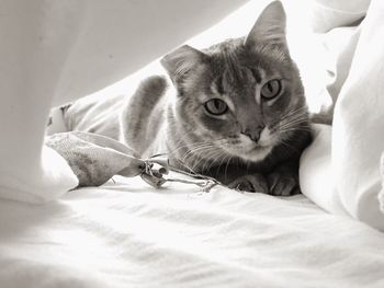 Portrait of cat lying on bed