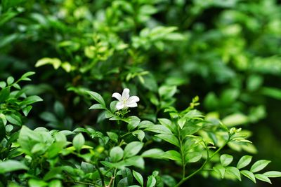 Close-up of flowering plant