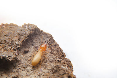 Close-up of insect over white background