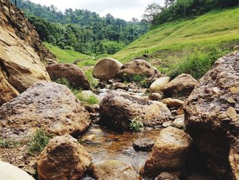 Plants growing on rocks by river