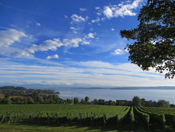 Scenic view of agricultural field against sky