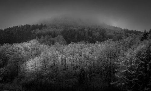 High angle view of trees in forest against sky