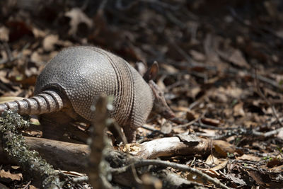 Close-up of lizard on land