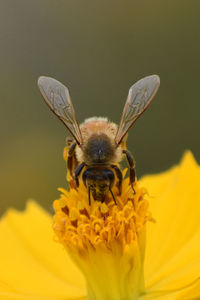 Close-up of honey bee on yellow flower